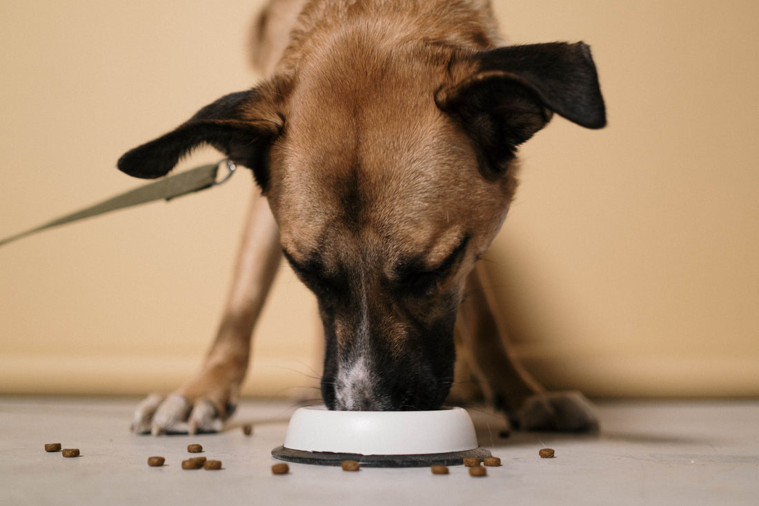 7 Ways to Help Your Dog or Cat Eat Slower and Improve Digestion Naturally